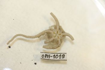 Media type: image;   Invertebrate Zoology OPH-1019 Description: Preserved specimen.;